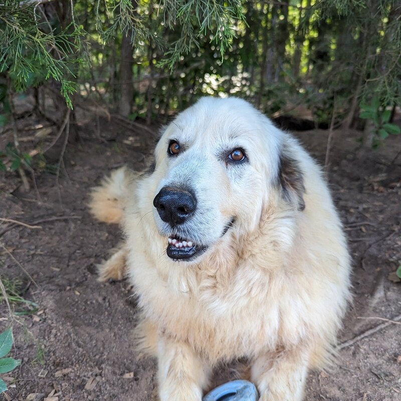 Sampson