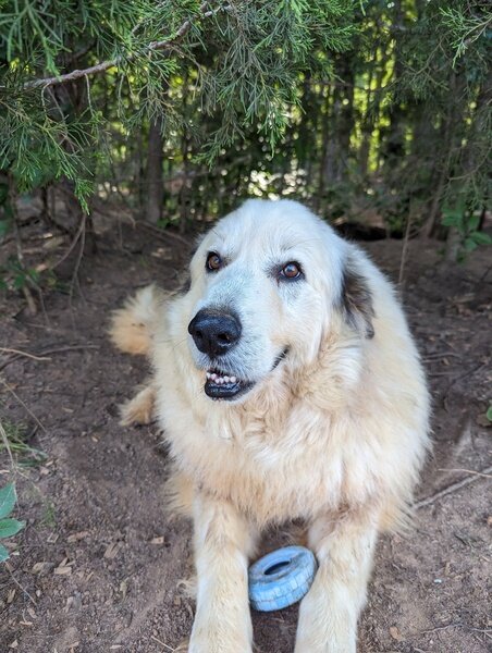 Sampson