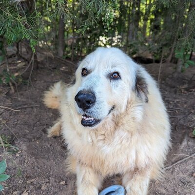 Sampson