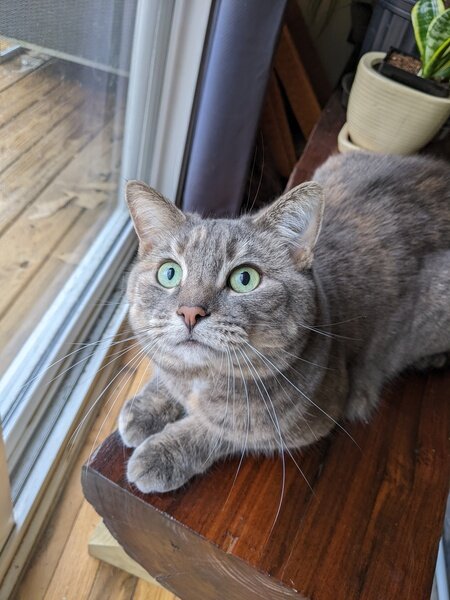 Ember