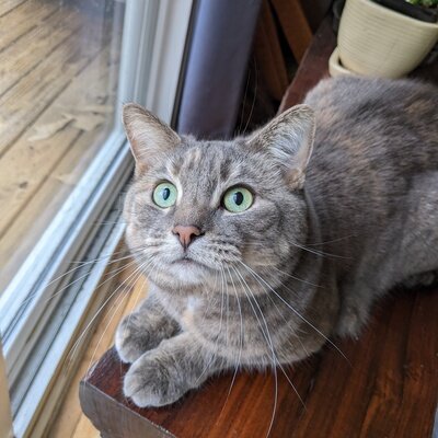 Ember