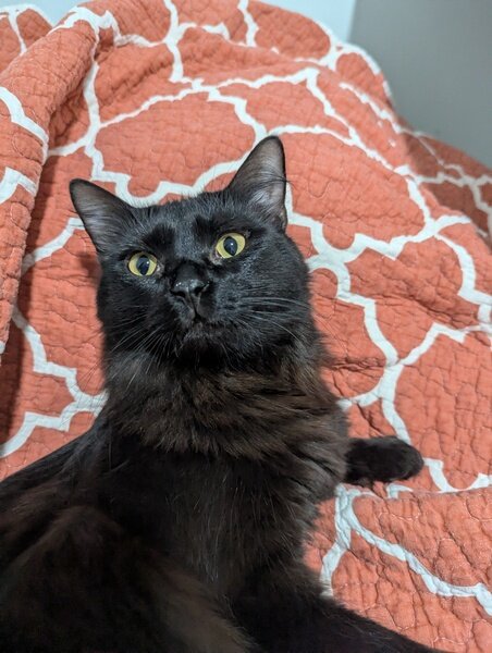 Fig