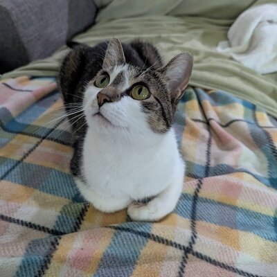 Petunia