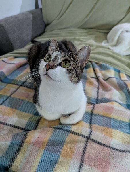 Petunia