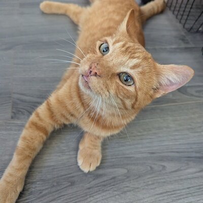 Copper