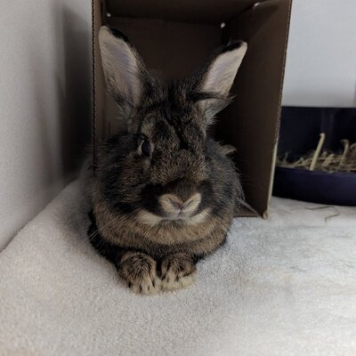 Pepper