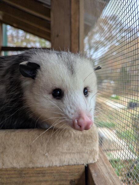 Sweet Pea