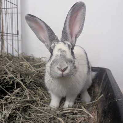 Bramble