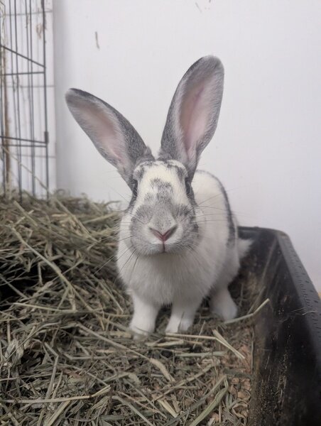 Bramble