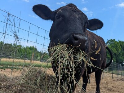 Every Dollar Doubled for Winter Hay