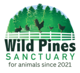Wild Pines