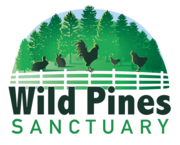 Wild Pines Sanctuary