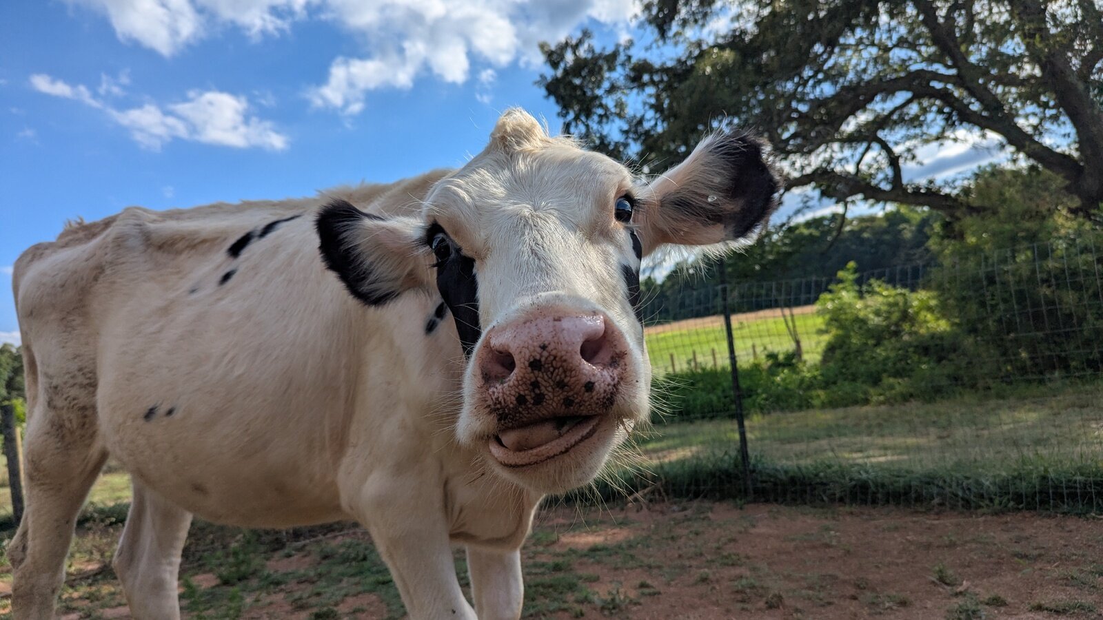 Emaciated Cow Rescue